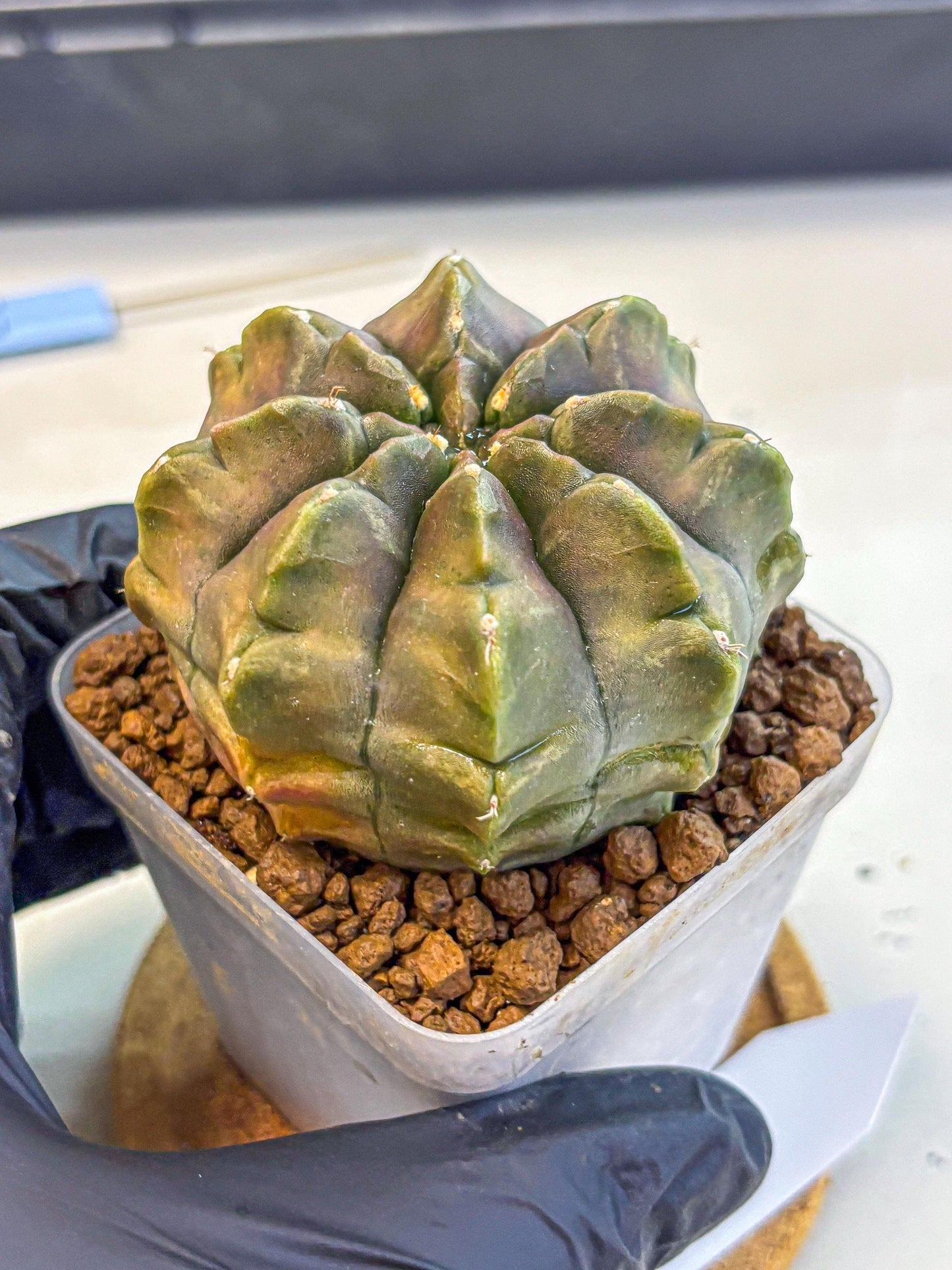 Gymnocalycium Aas DayDream (gy21) (16) | Rare Hybrids