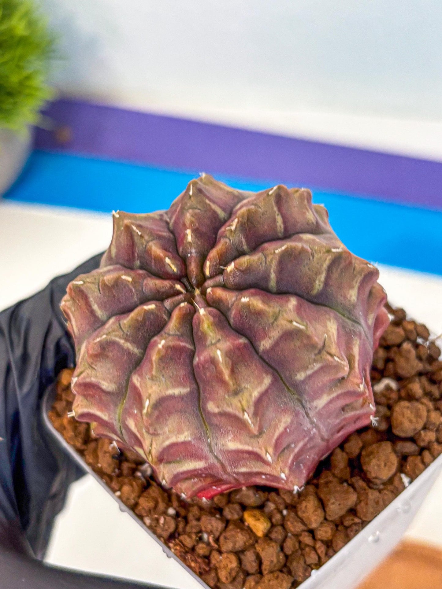 Gymnocalycium Aas DayDream (gy21) (15) | Rare Hybrids
