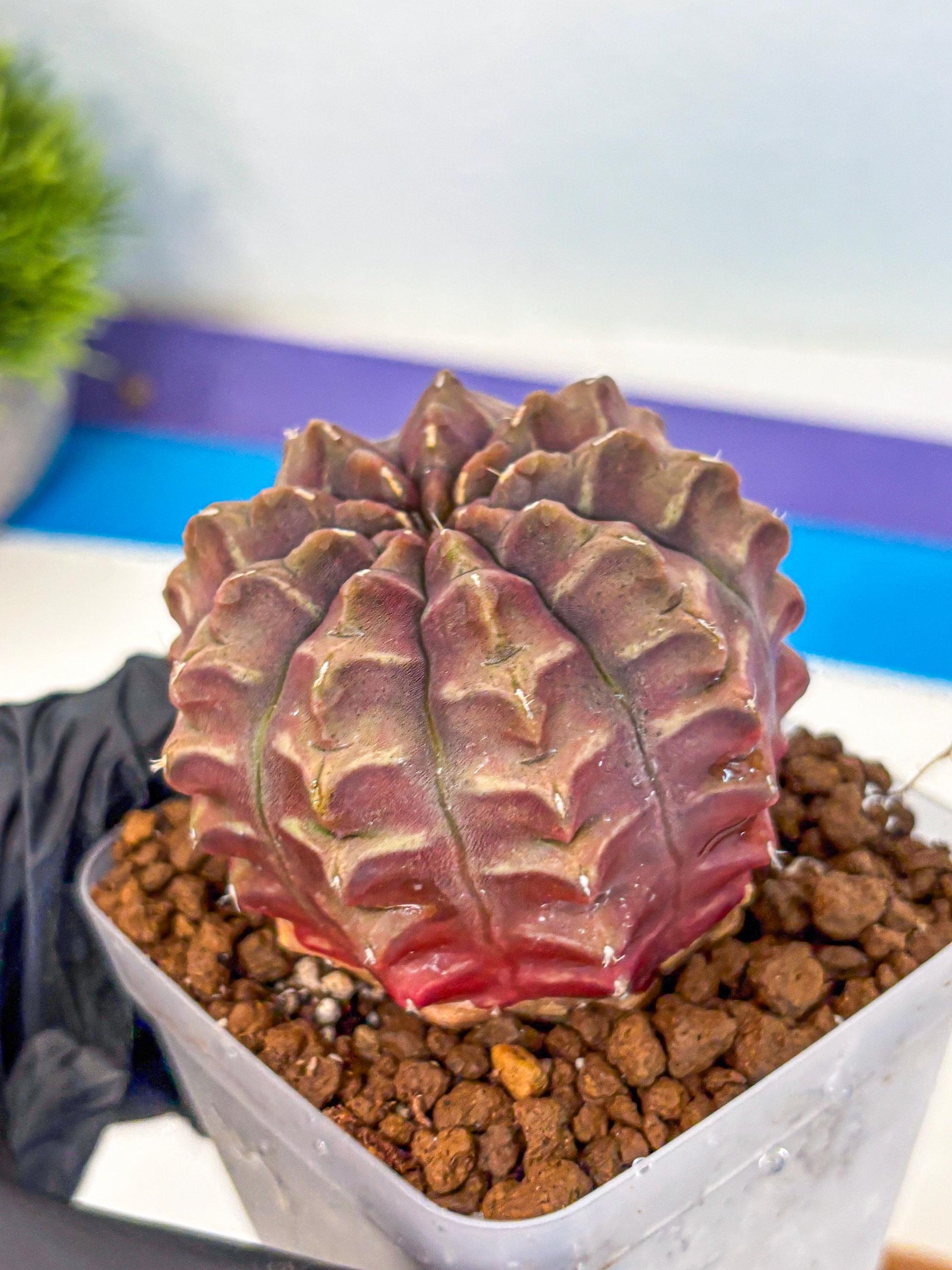 Gymnocalycium Aas DayDream (gy21) (15) | Rare Hybrids