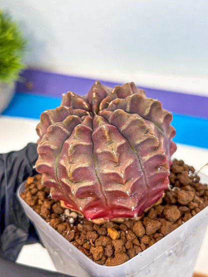 Gymnocalycium Aas DayDream (gy21) (15) | Rare Hybrids