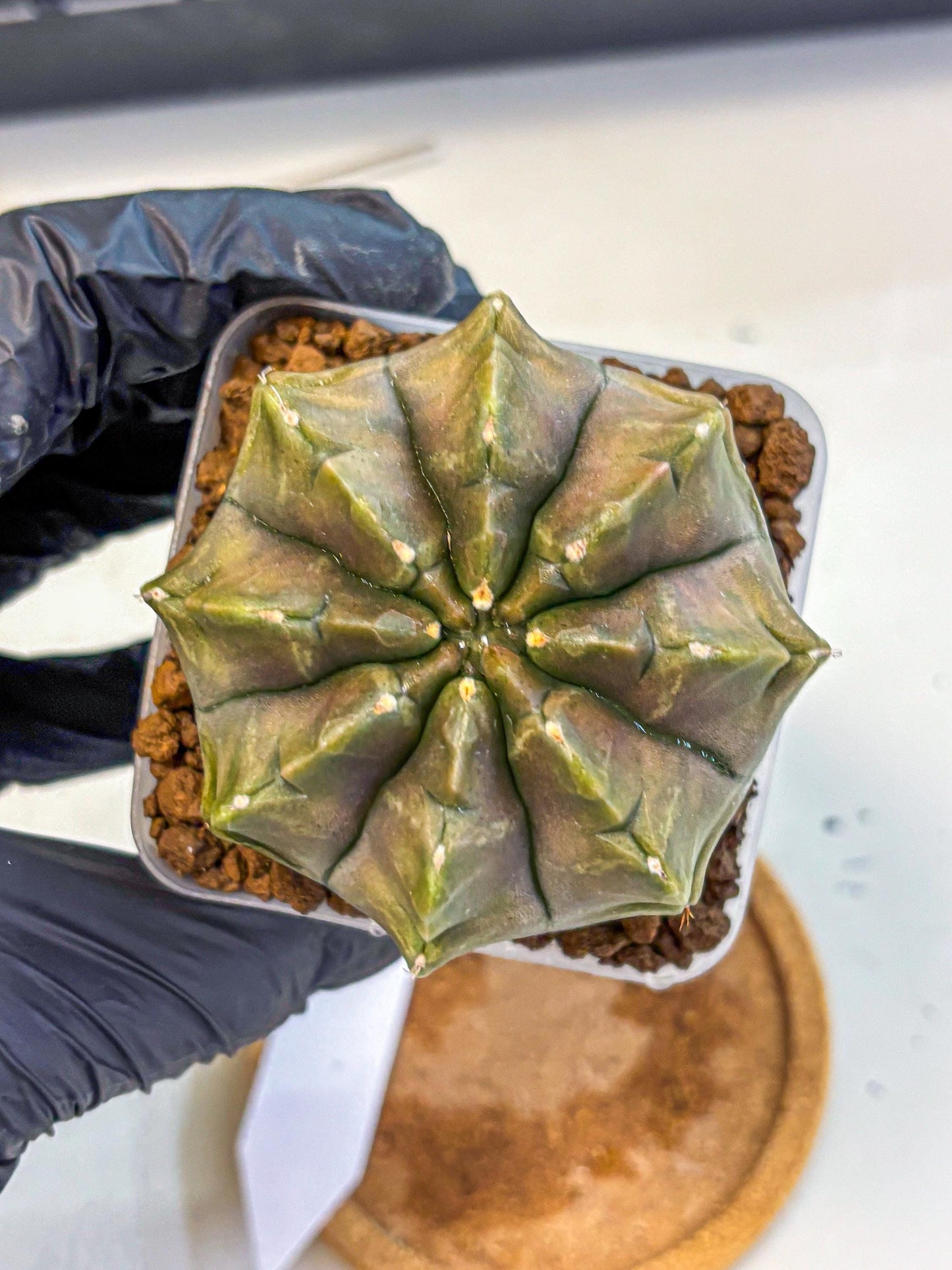 Gymnocalycium Aas DayDream (gy21) (16) | Rare Hybrids