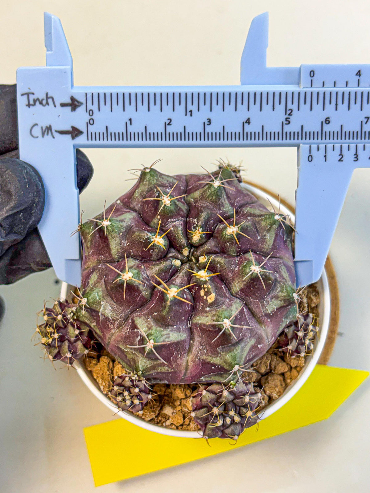 Gymnocalycium Mochi (gy19) (yy) | Variegated cactus