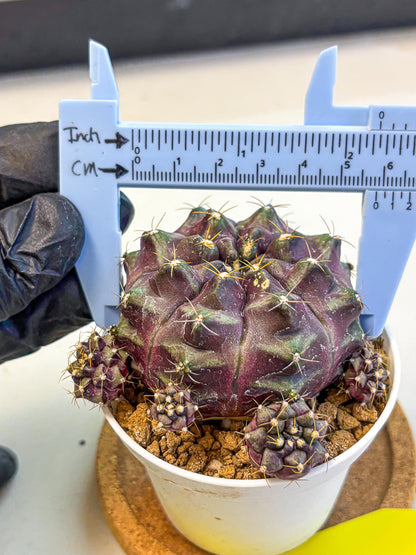 Gymnocalycium Mochi (gy19) (yy) | Variegated cactus