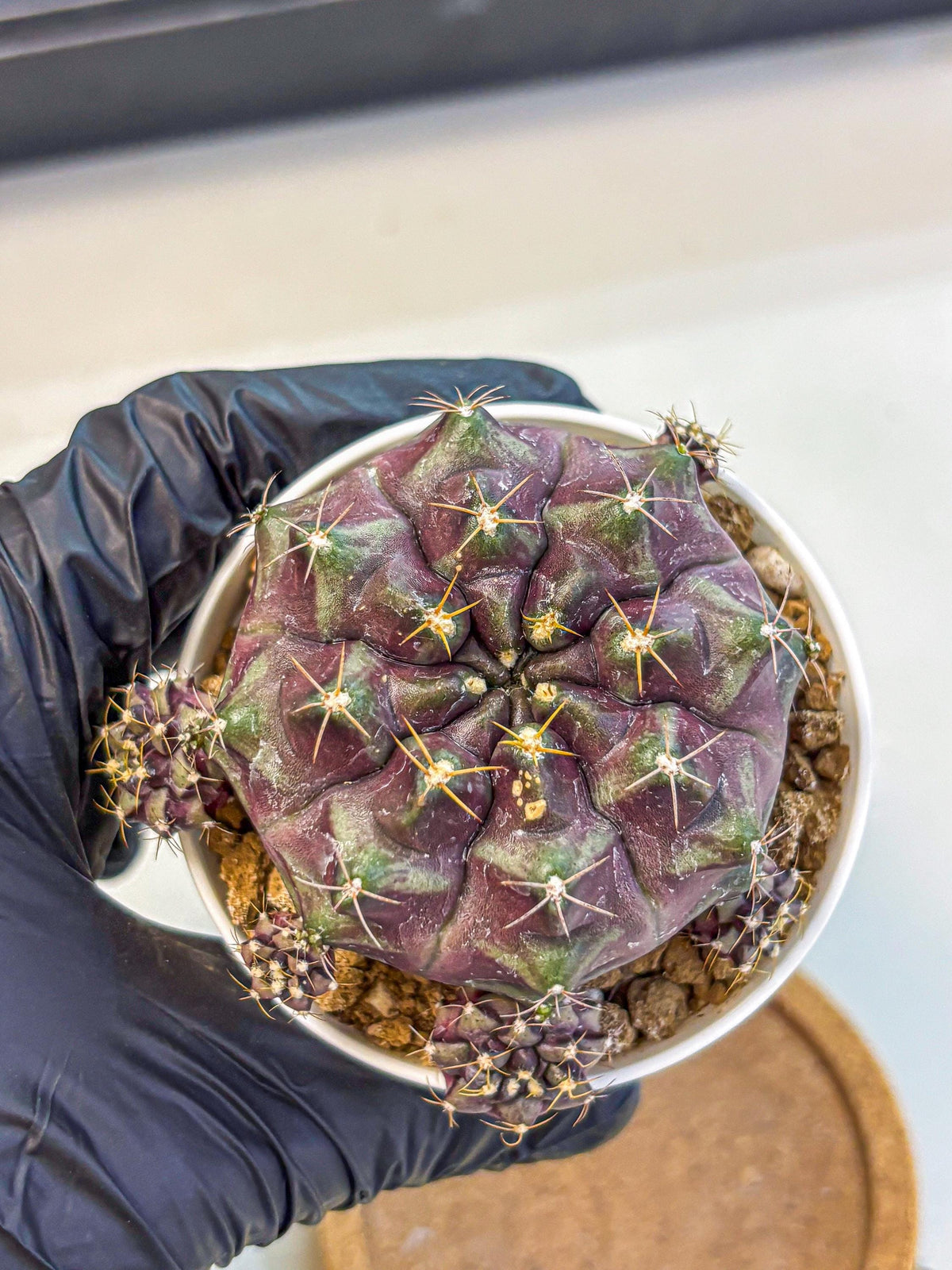 Gymnocalycium Mochi (gy19) (yy) | Variegated cactus
