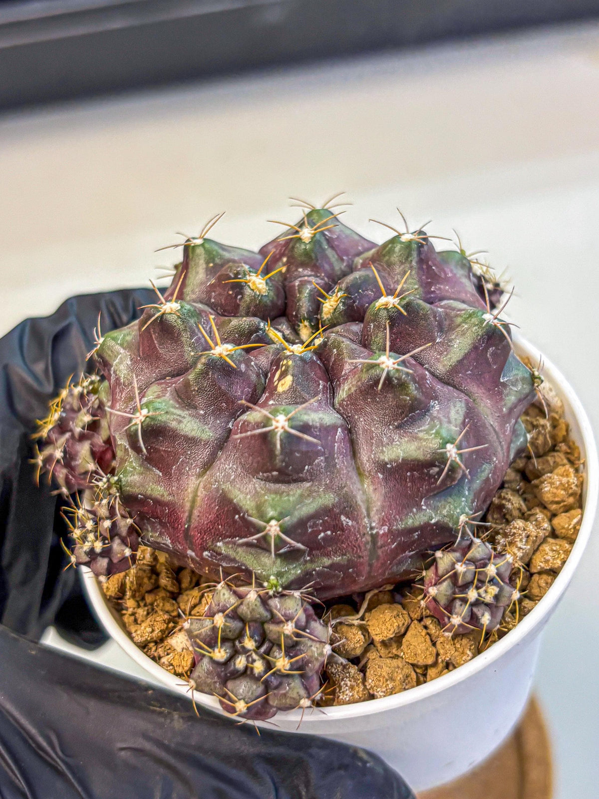 Gymnocalycium Mochi (gy19) (yy) | Variegated cactus