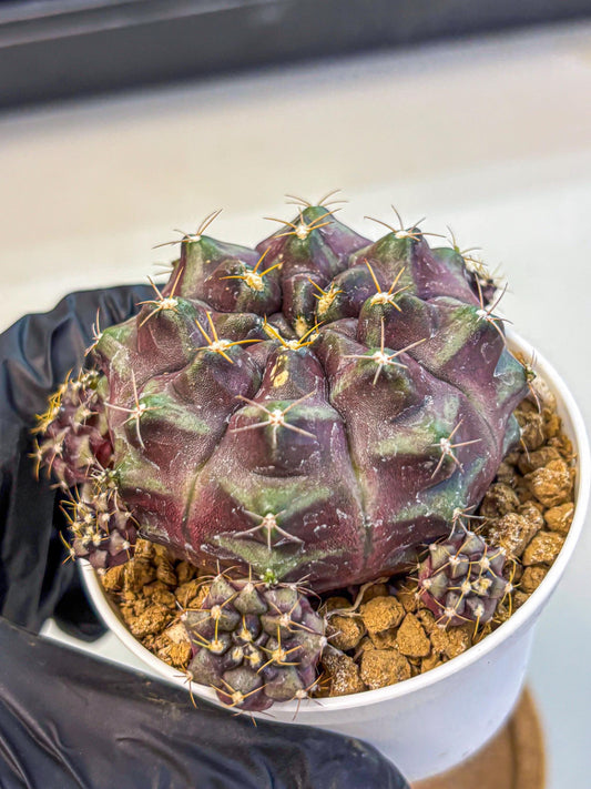 Gymnocalycium Mochi (gy19) (yy) | Variegated cactus