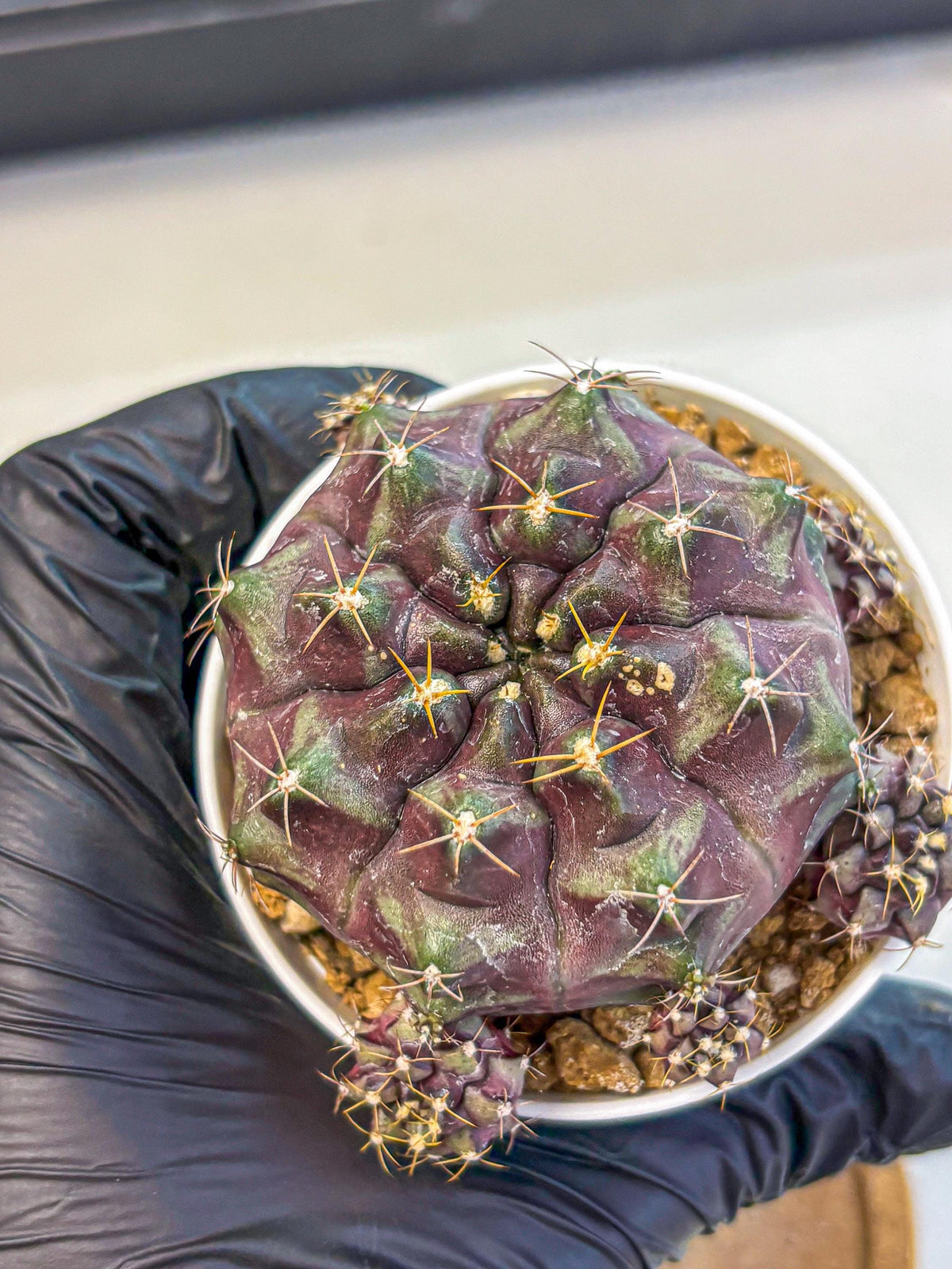 Gymnocalycium Mochi (gy19) (yy) | Variegated cactus