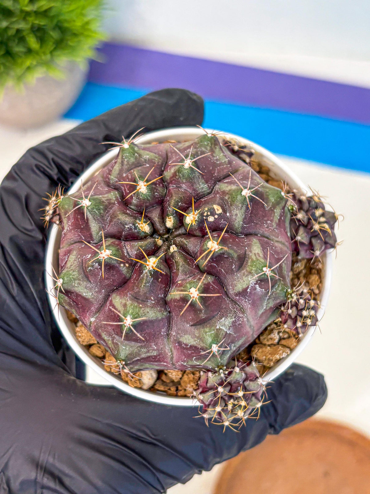 Gymnocalycium Mochi (gy19) (yy) | Variegated cactus