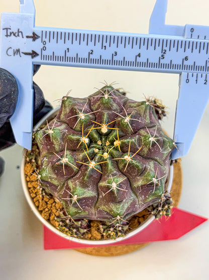 Gymnocalycium Mochi (gy19) (rr) | Variegated cactus