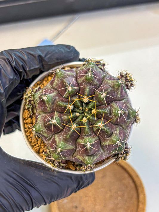 Gymnocalycium Mochi (gy19) (rr) | Variegated cactus
