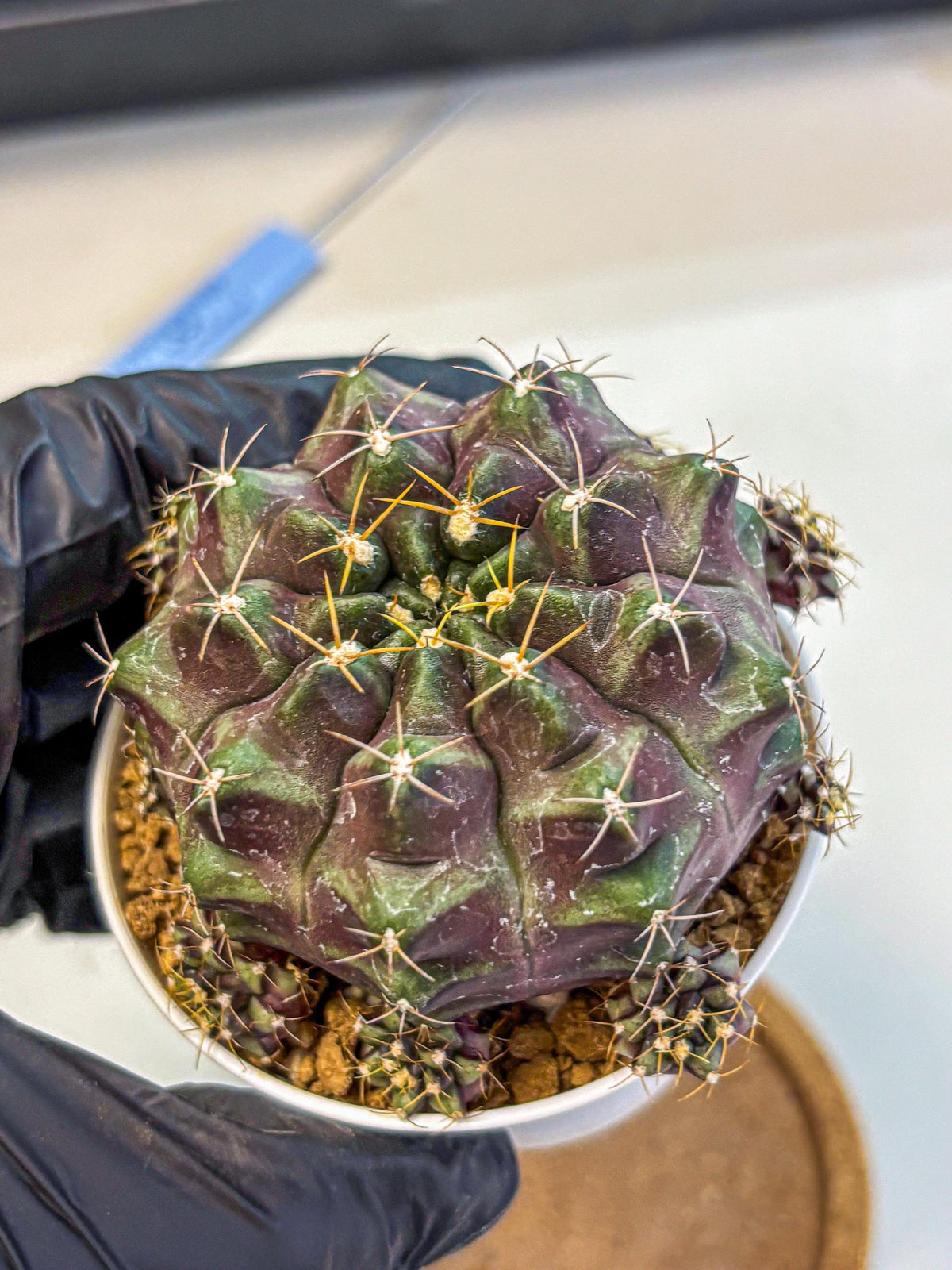 Gymnocalycium Mochi (gy19) (rr) | Variegated cactus
