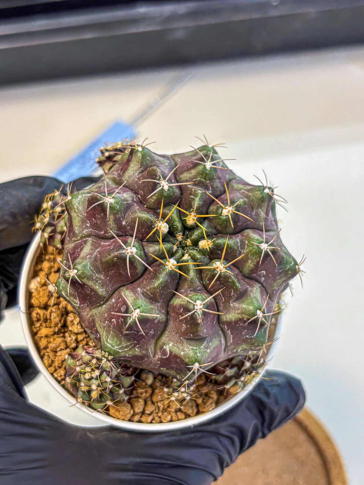 Gymnocalycium Mochi (gy19) (rr) | Variegated cactus