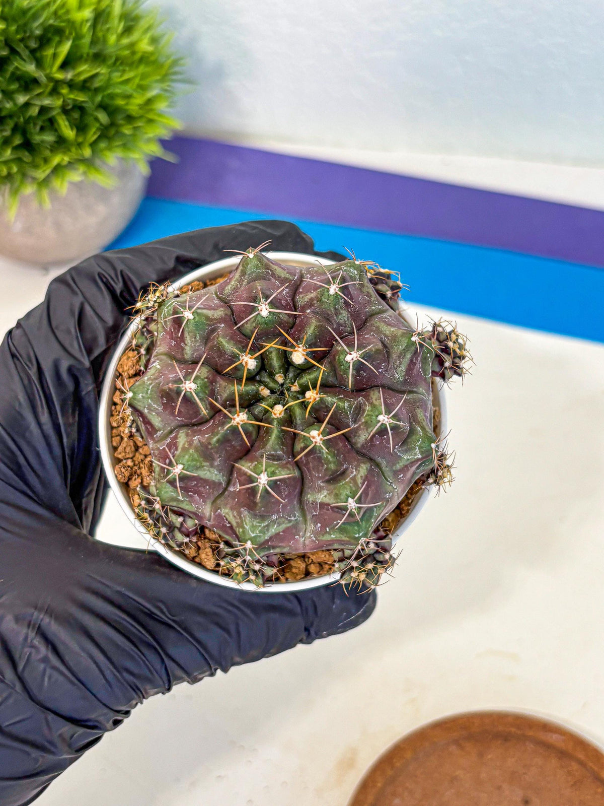Gymnocalycium Mochi (gy19) (rr) | Variegated cactus