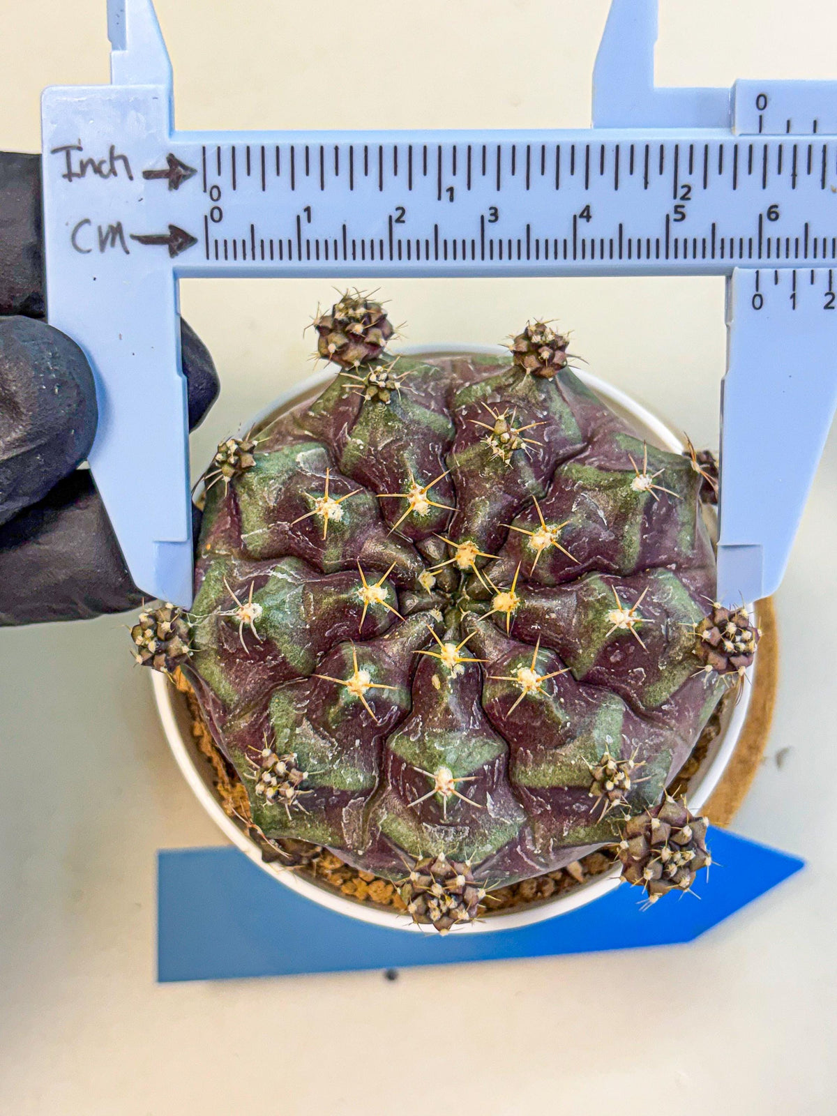 Gymnocalycium Mochi (gy19) (bb) | Variegated cactus