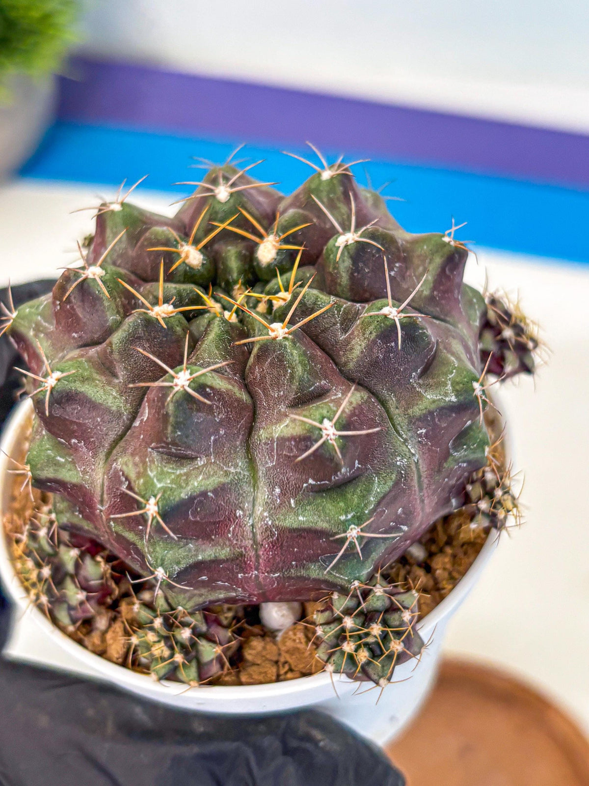 Gymnocalycium Mochi (gy19) (rr) | Variegated cactus