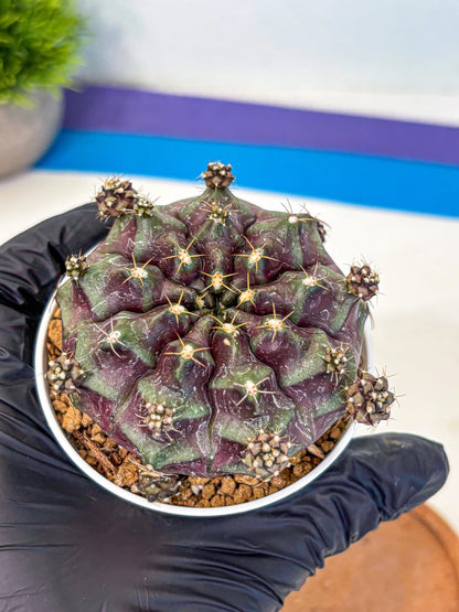 Gymnocalycium Mochi (gy19) (bb) | Variegated cactus