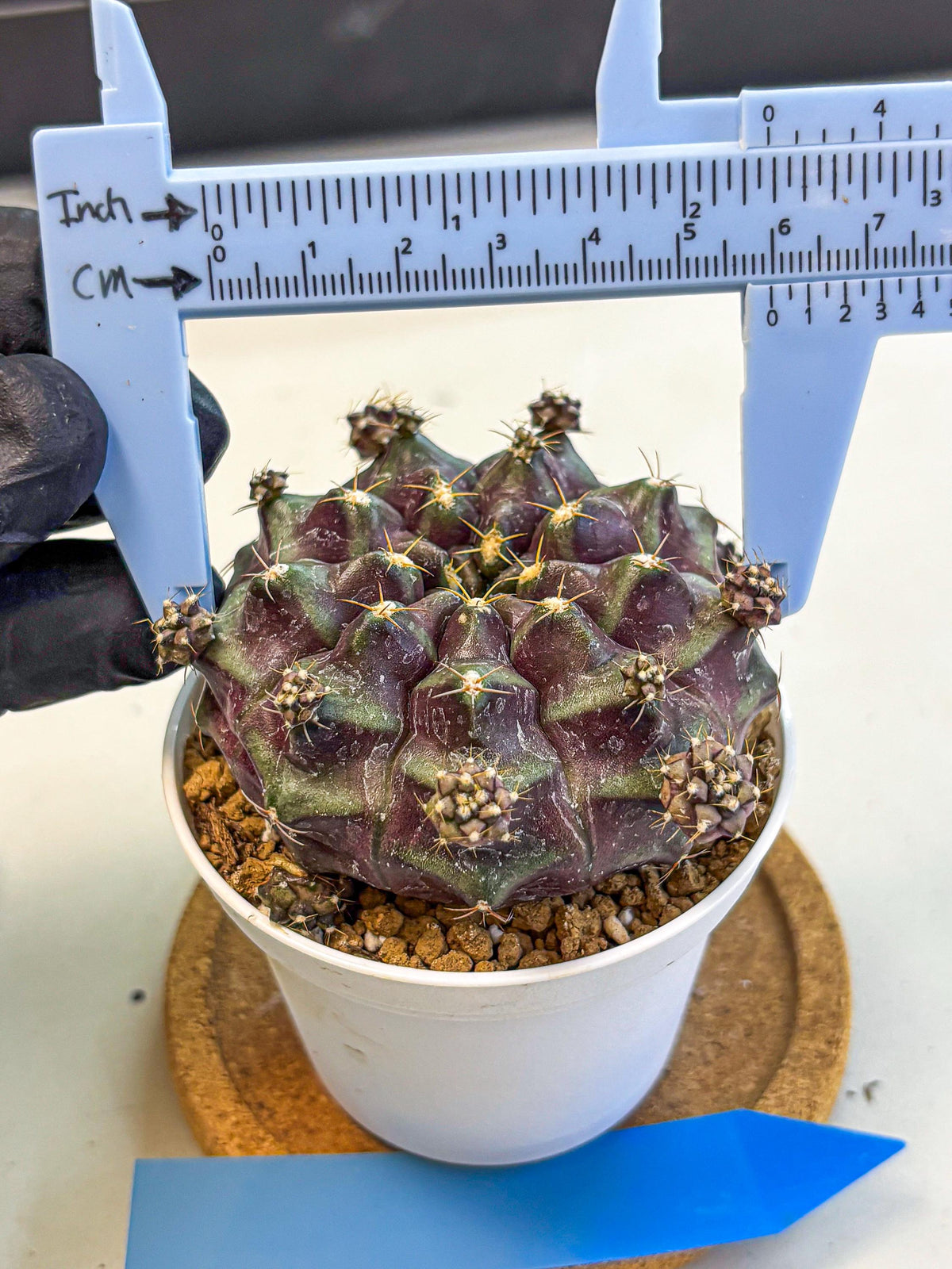 Gymnocalycium Mochi (gy19) (bb) | Variegated cactus