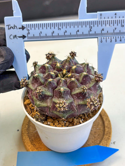 Gymnocalycium Mochi (gy19) (bb) | Variegated cactus