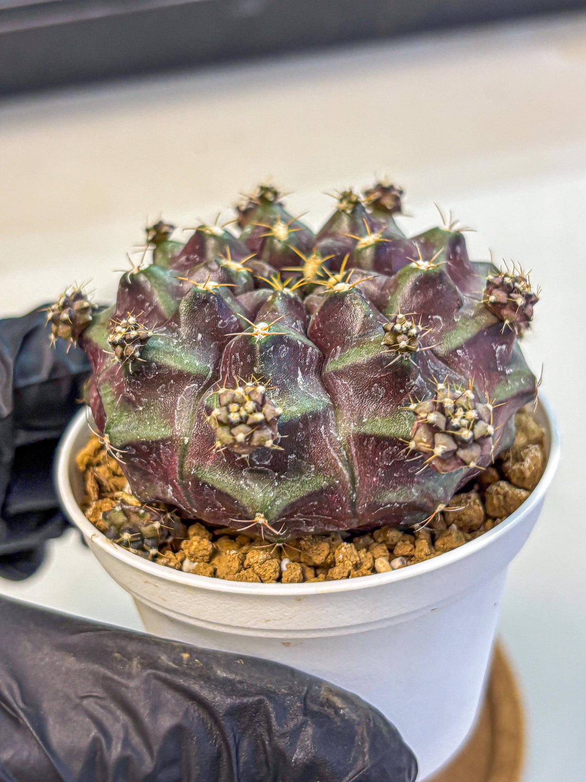 Gymnocalycium Mochi (gy19) (bb) | Variegated cactus