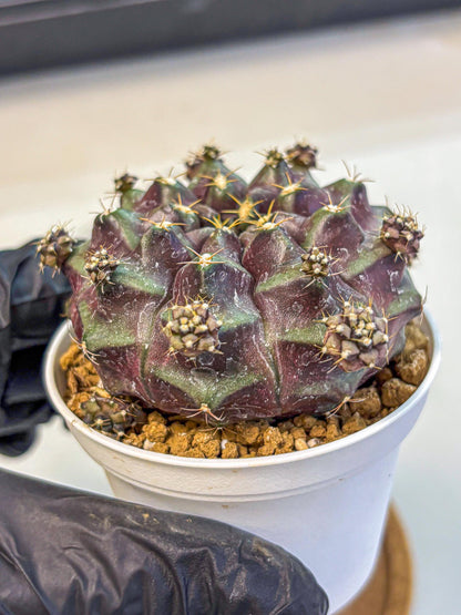 Gymnocalycium Mochi (gy19) (bb) | Variegated cactus