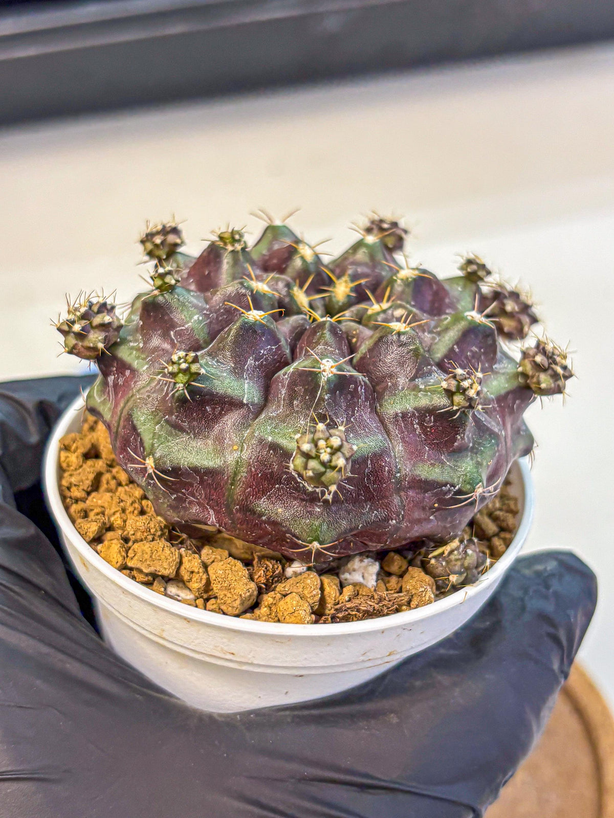 Gymnocalycium Mochi (gy19) (bb) | Variegated cactus