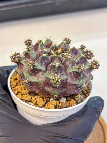 Gymnocalycium Mochi (gy19) (bb) | Variegated cactus