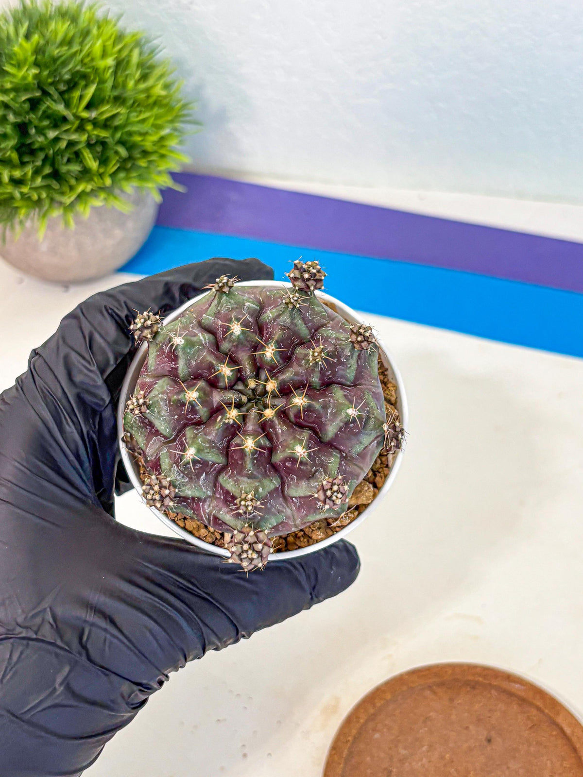 Gymnocalycium Mochi (gy19) (bb) | Variegated cactus