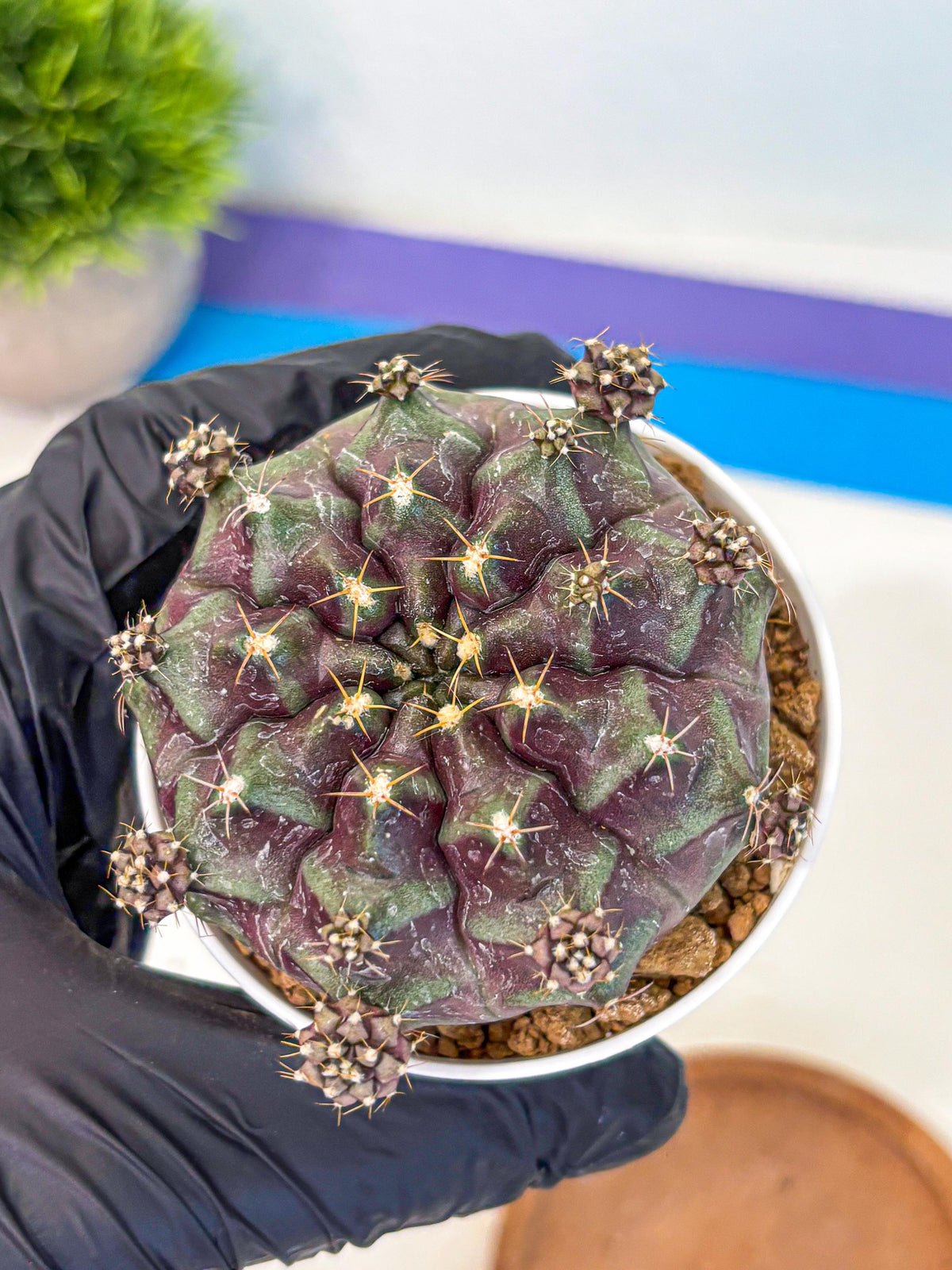 Gymnocalycium Mochi (gy19) (bb) | Variegated cactus