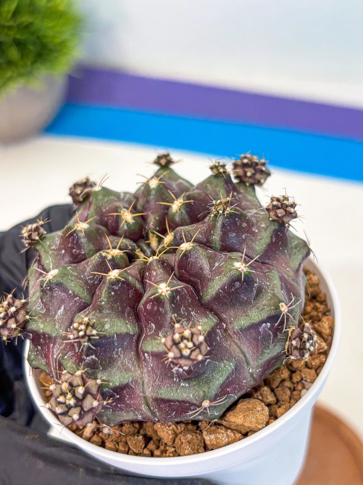 Gymnocalycium Mochi (gy19) (bb) | Variegated cactus