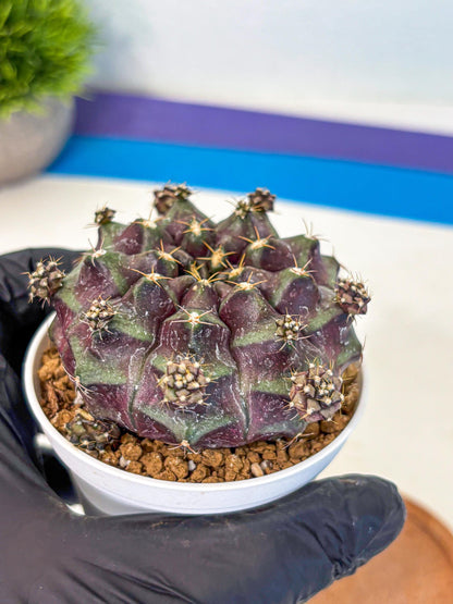 Gymnocalycium Mochi (gy19) (bb) | Variegated cactus