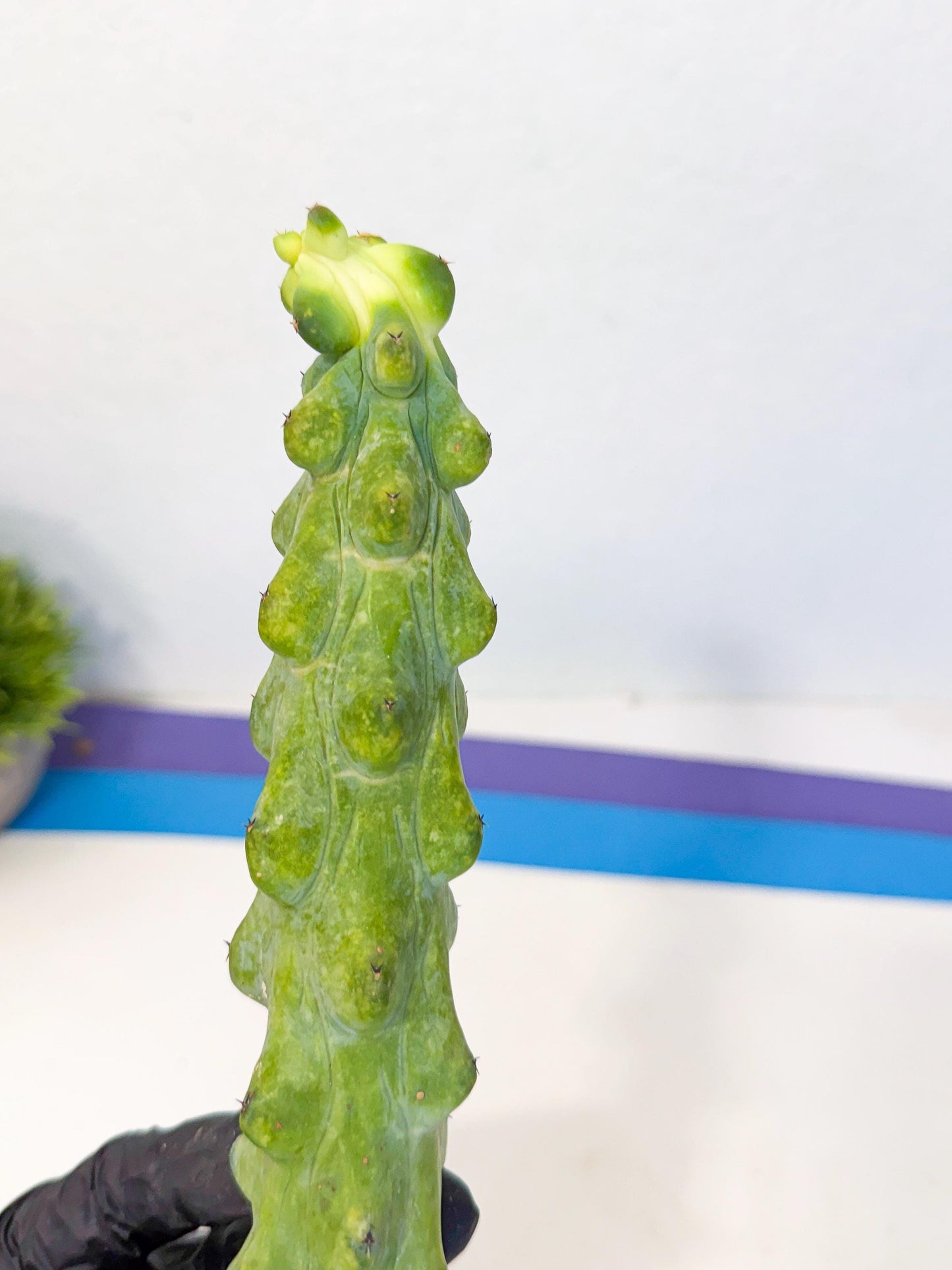 Boobie Cactus (pp) | Myrtillocactus geometrizans