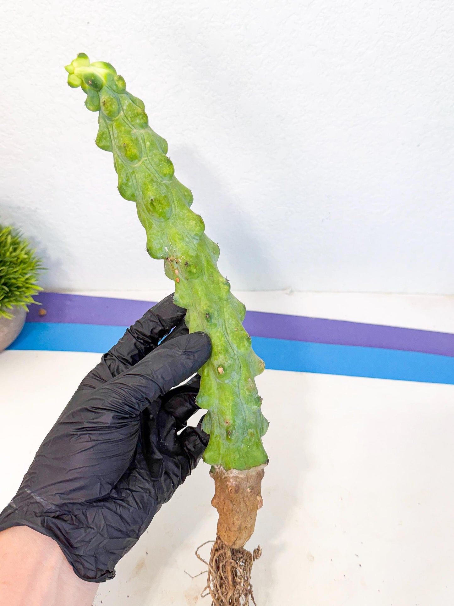 Boobie Cactus (pp) | Myrtillocactus geometrizans