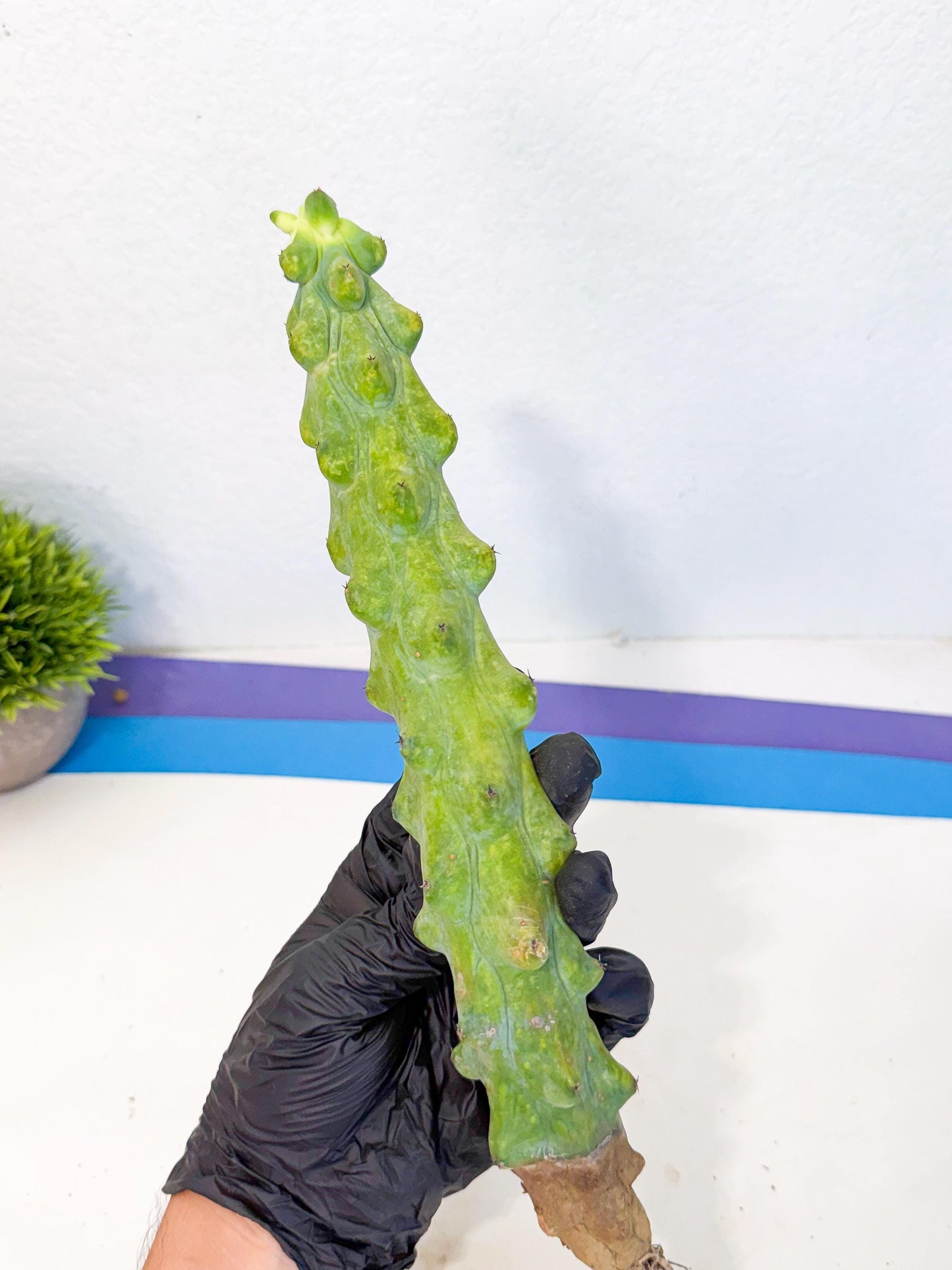 Boobie Cactus (pp) | Myrtillocactus geometrizans