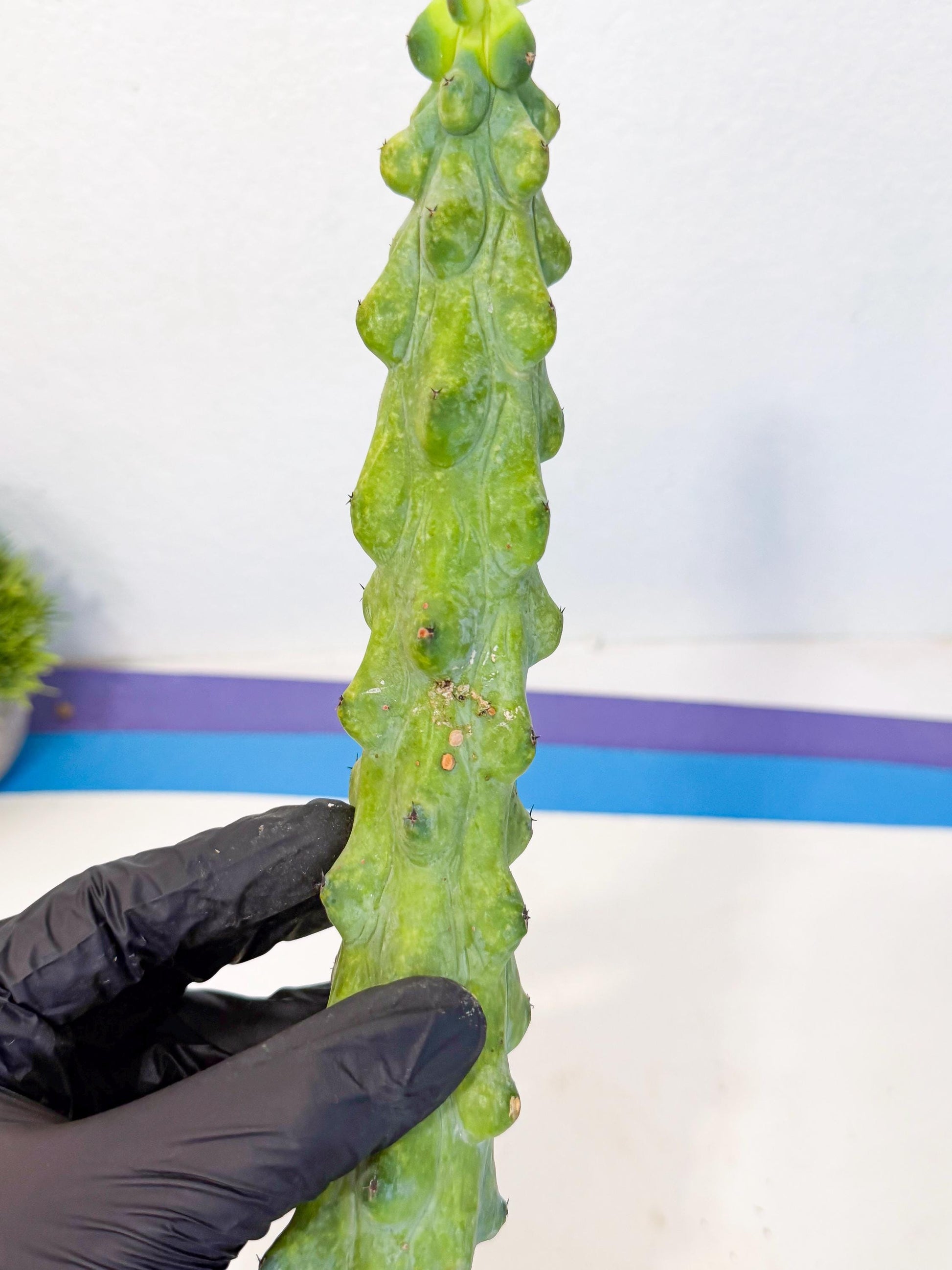 Boobie Cactus (pp) | Myrtillocactus geometrizans