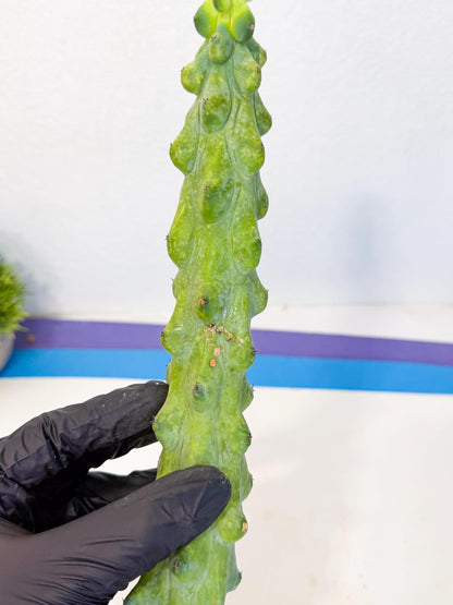 Boobie Cactus (pp) | Myrtillocactus geometrizans