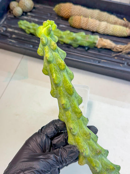 Boobie Cactus (pp) | Myrtillocactus geometrizans