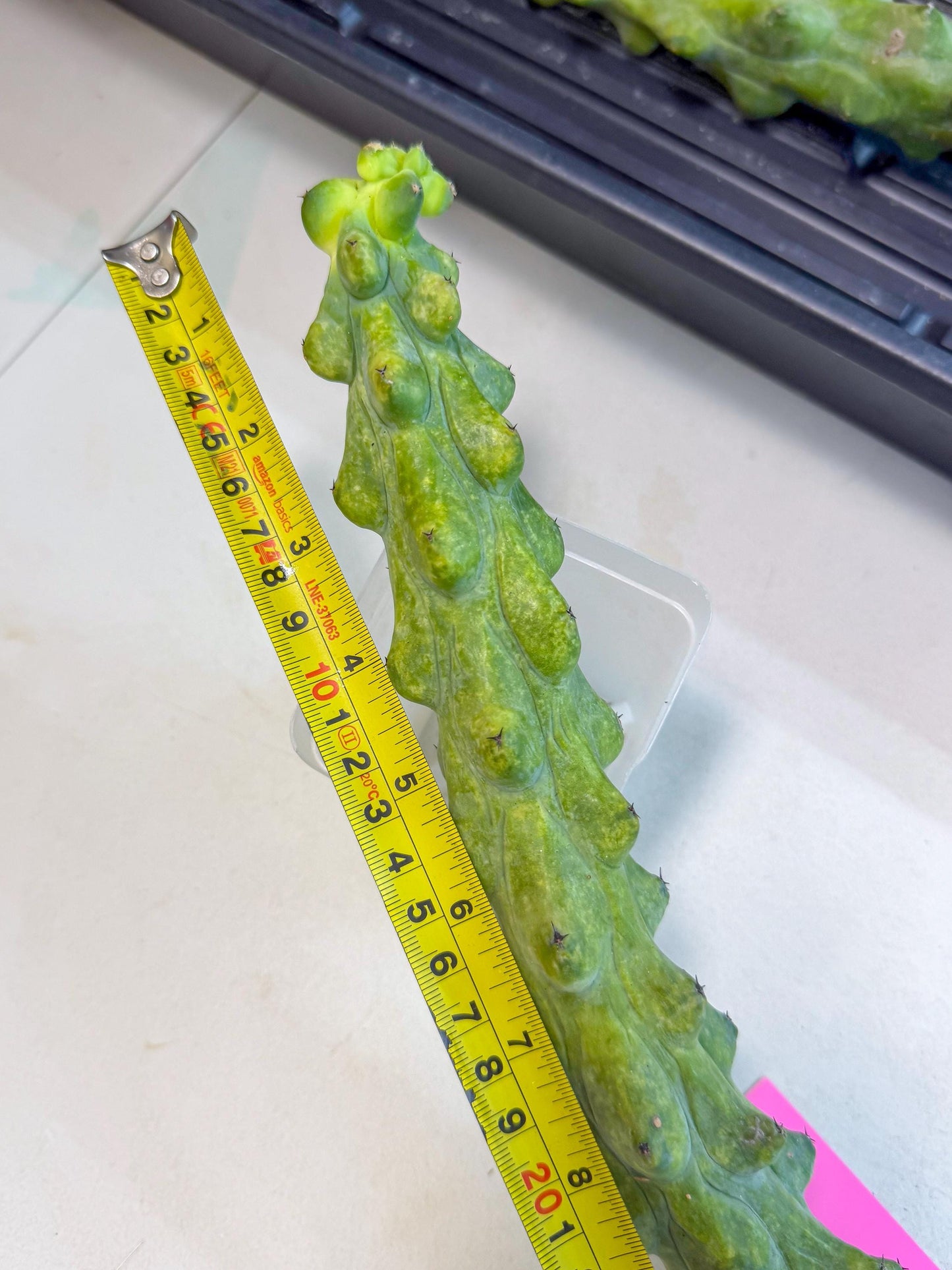 Boobie Cactus (pp) | Myrtillocactus geometrizans