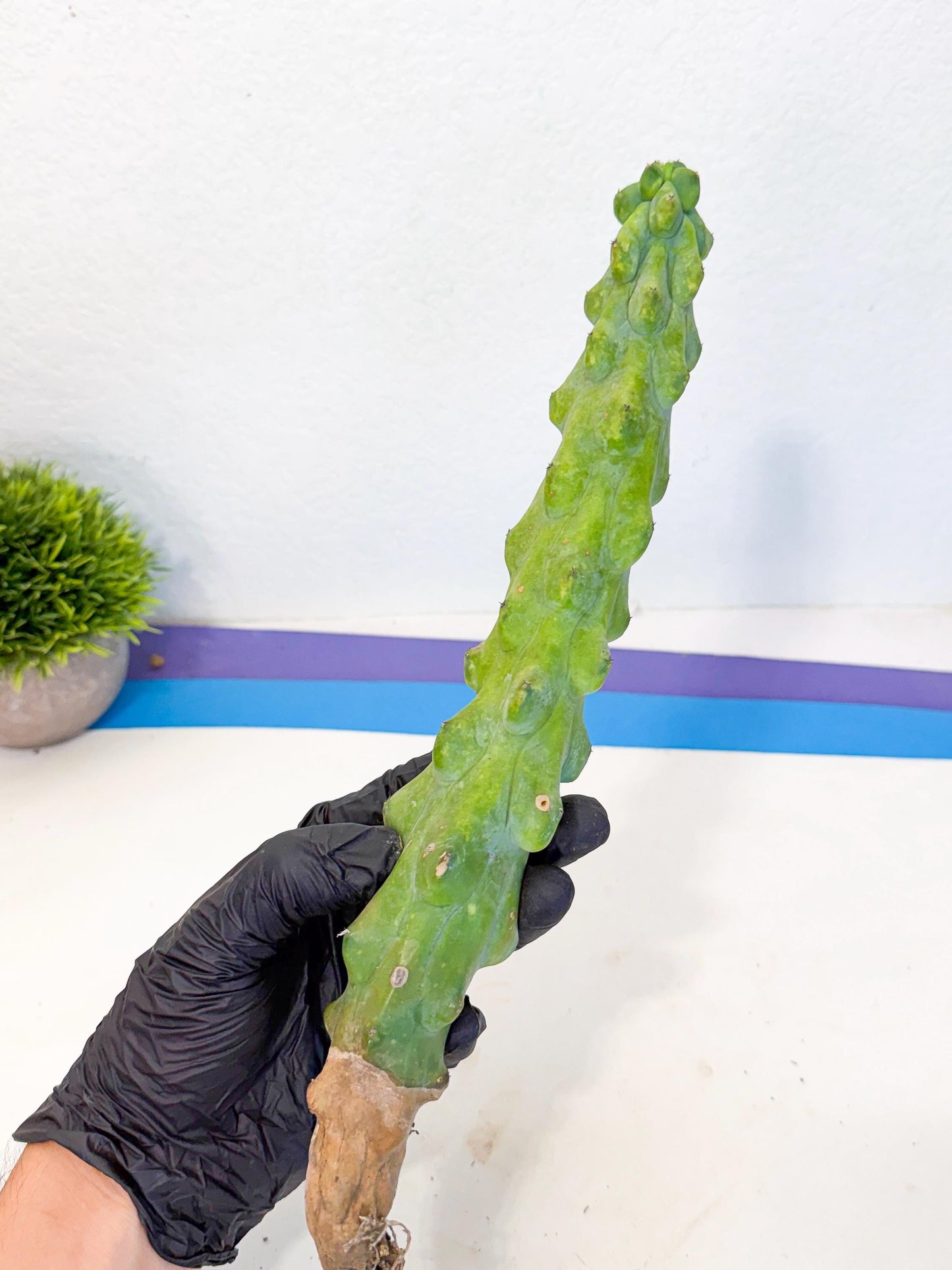 Boobie Cactus (bb) | Myrtillocactus geometrizans