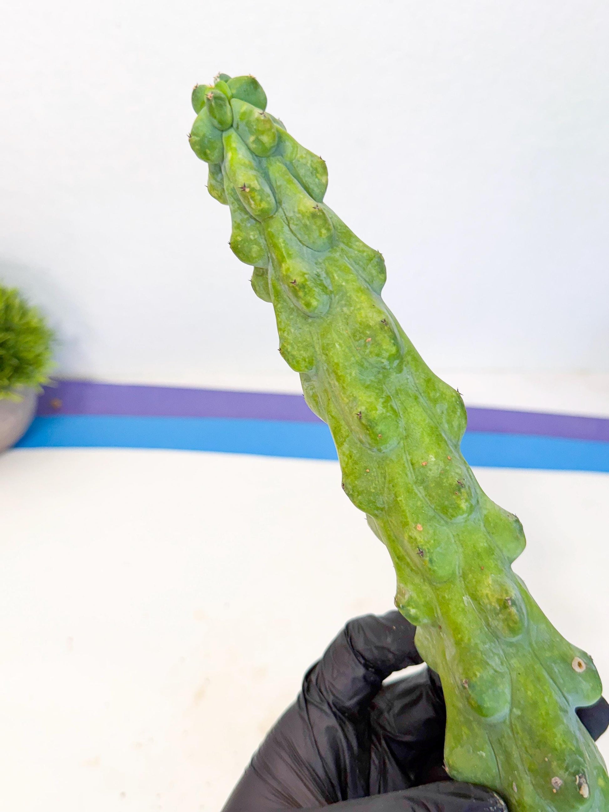 Boobie Cactus (bb) | Myrtillocactus geometrizans