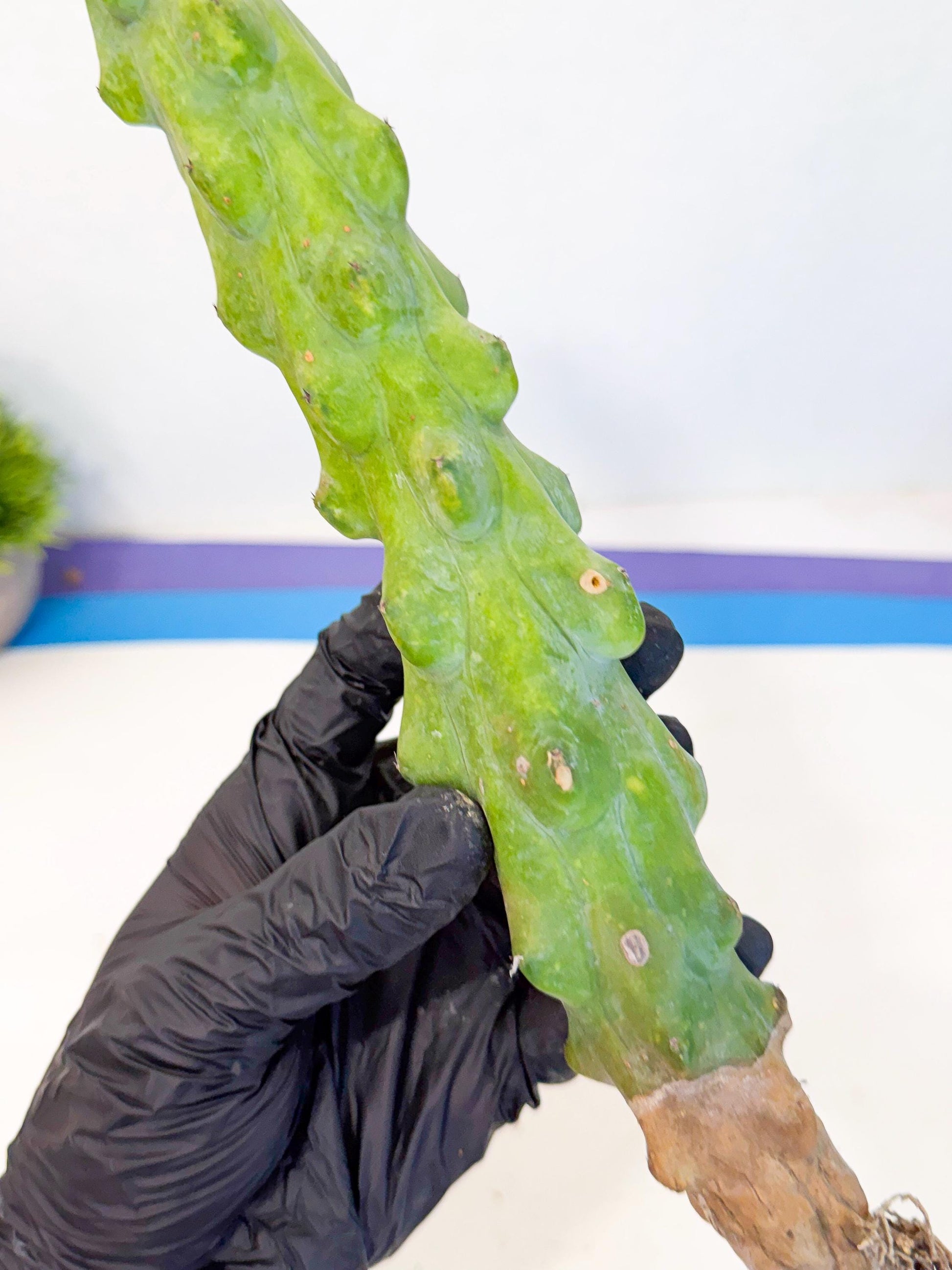 Boobie Cactus (bb) | Myrtillocactus geometrizans