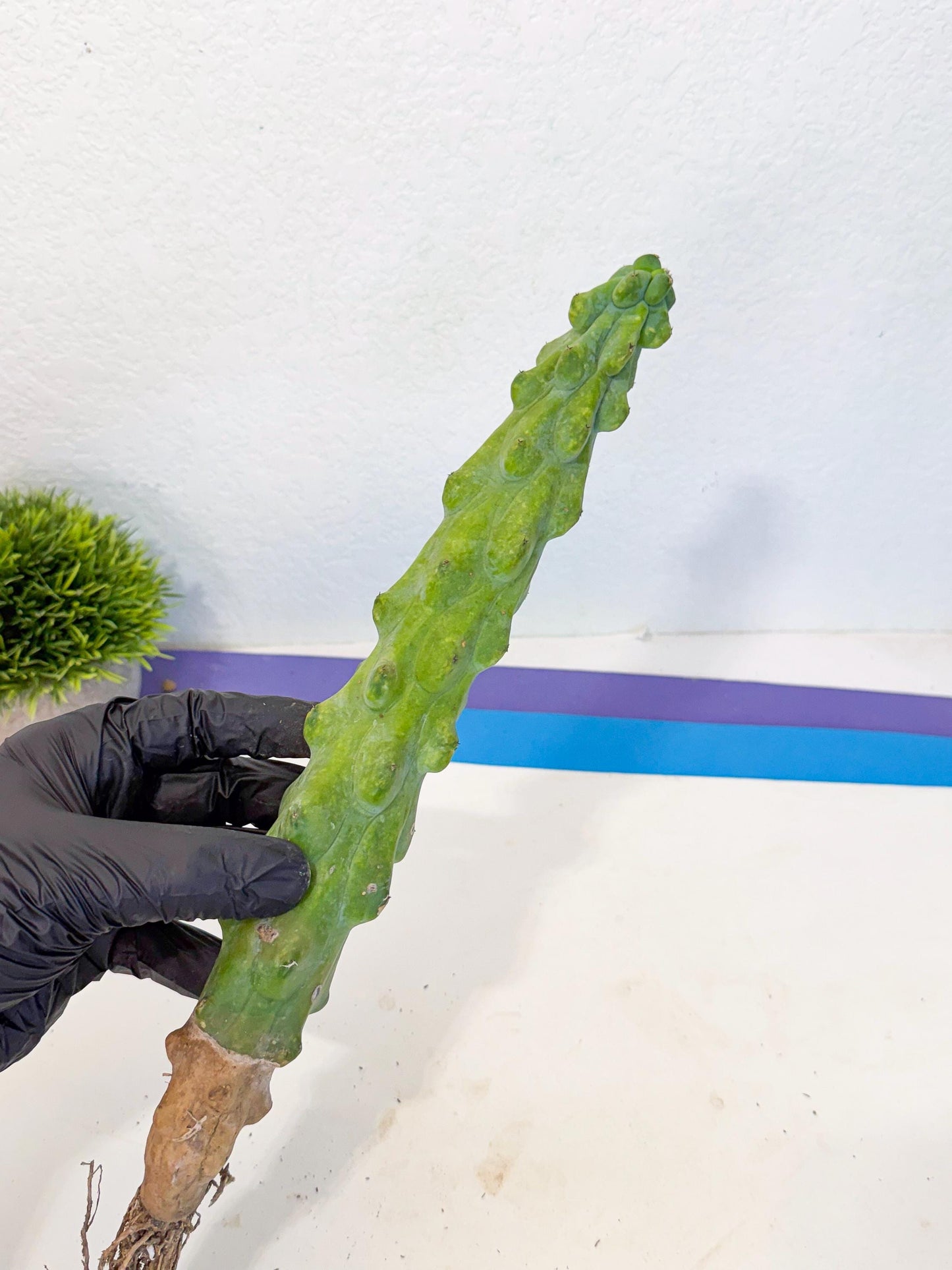 Boobie Cactus (bb) | Myrtillocactus geometrizans