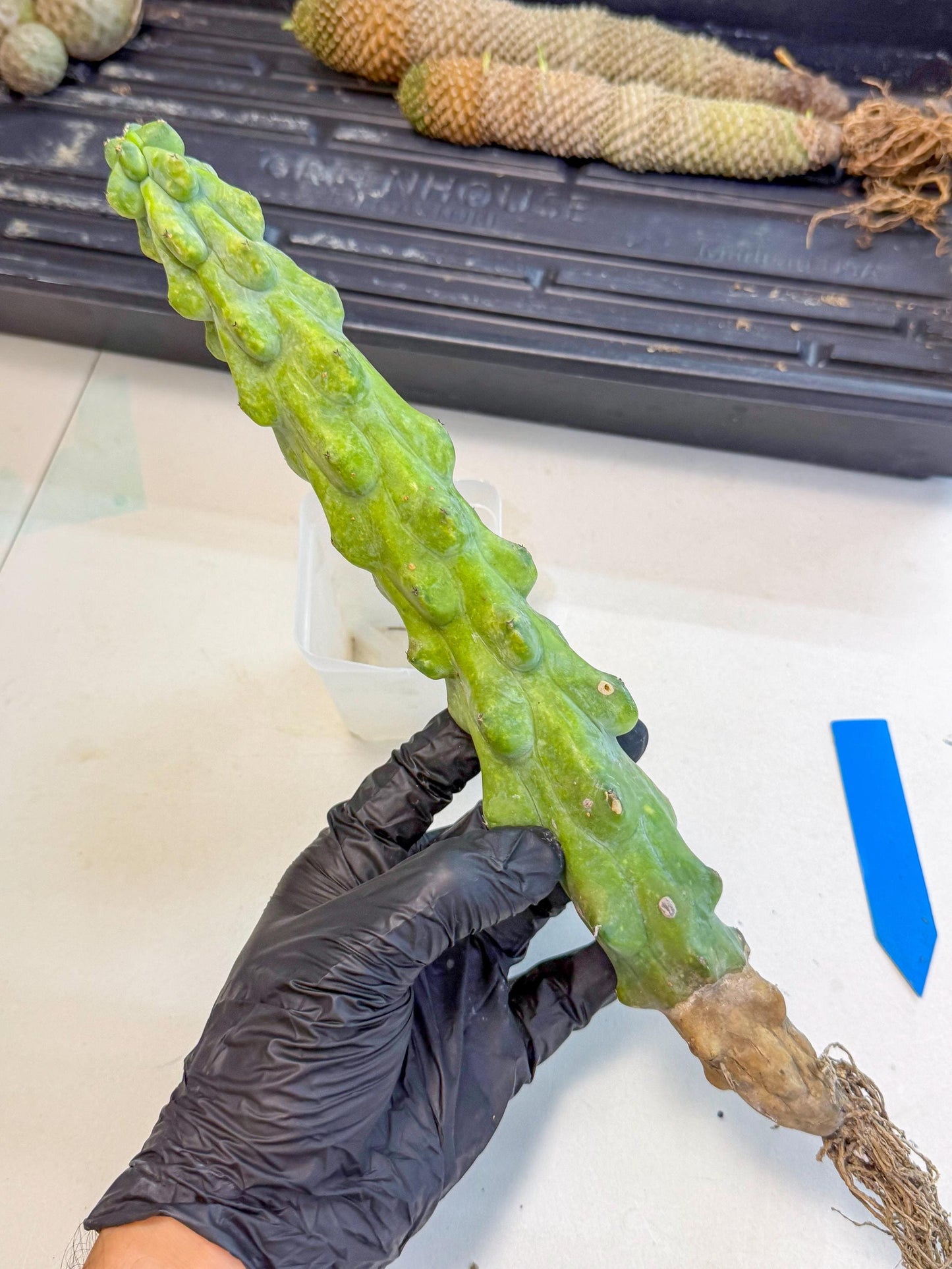 Boobie Cactus (bb) | Myrtillocactus geometrizans