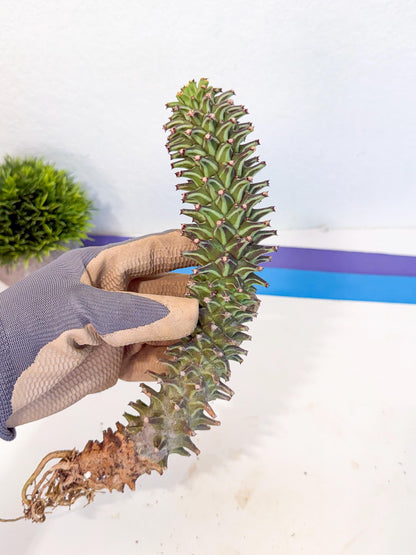 Monadenium Guentheri (15) | Rare Plants