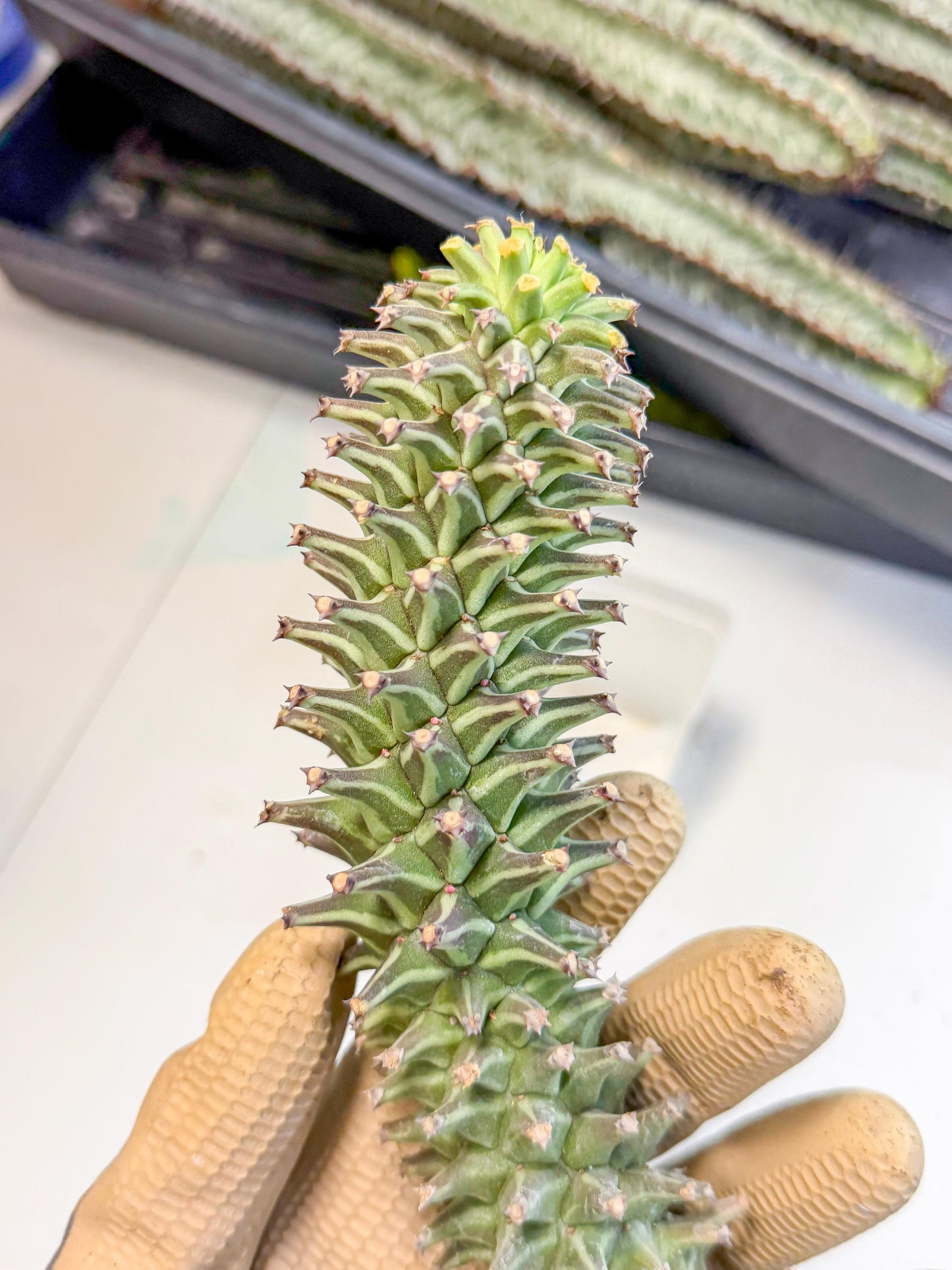 Monadenium Guentheri (15) | Rare Plants