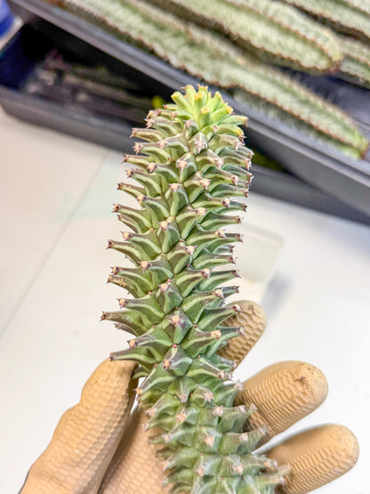 Monadenium Guentheri (15) | Rare Plants