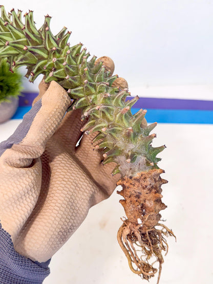 Monadenium Guentheri (15) | Rare Plants