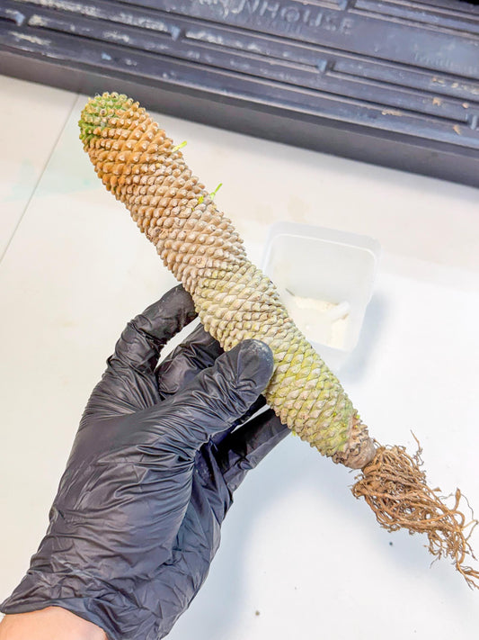 Euphorb Kaimagyoku/ Hypogaea (09) | Rare Plant