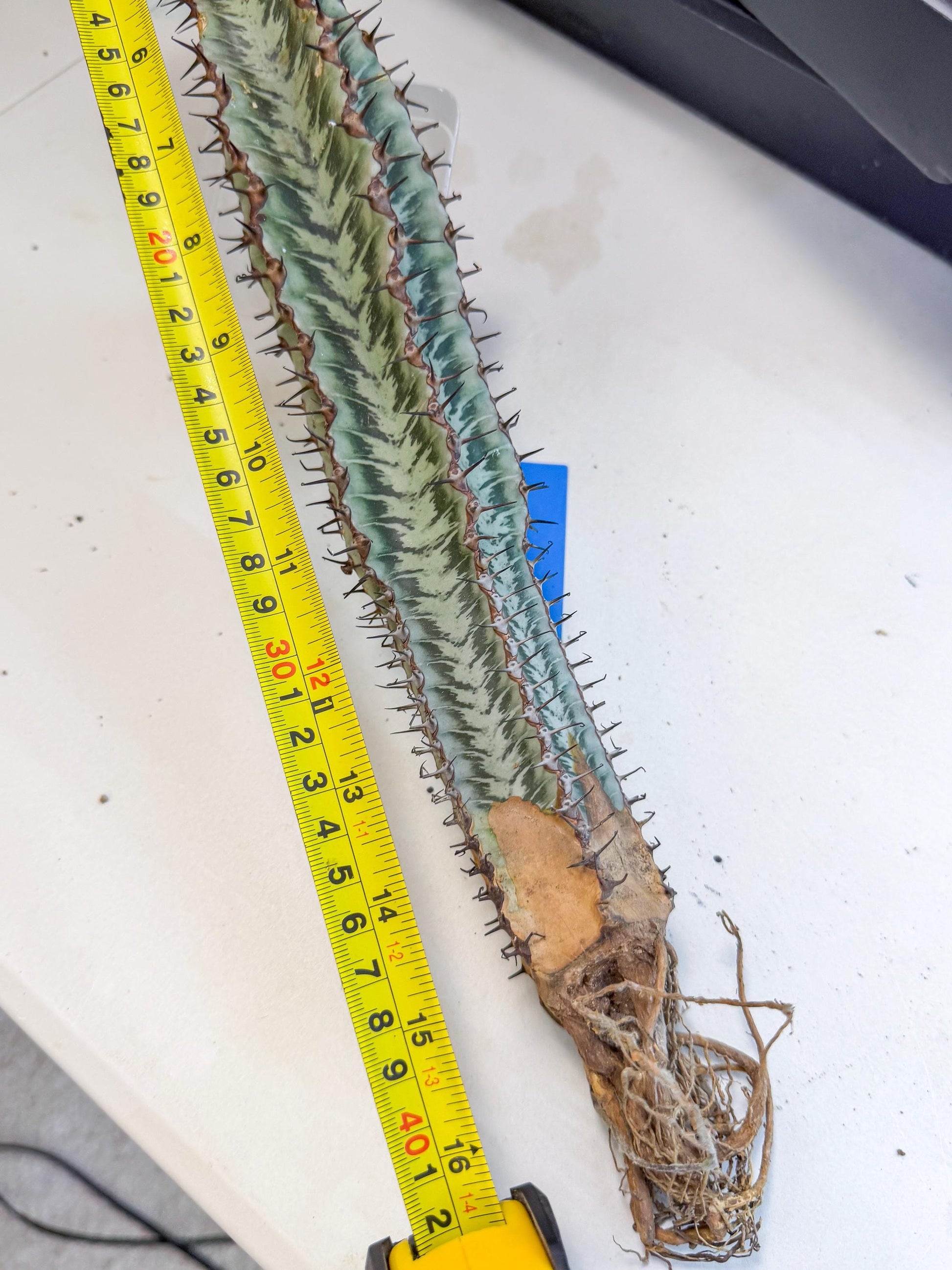 Euphorb Confinalis ssp. Rhodesia (bb) | Rare Succulent