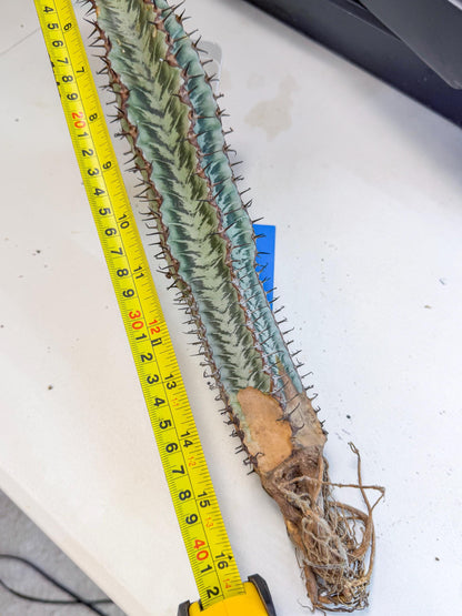 Euphorb Confinalis ssp. Rhodesia (bb) | Rare Succulent