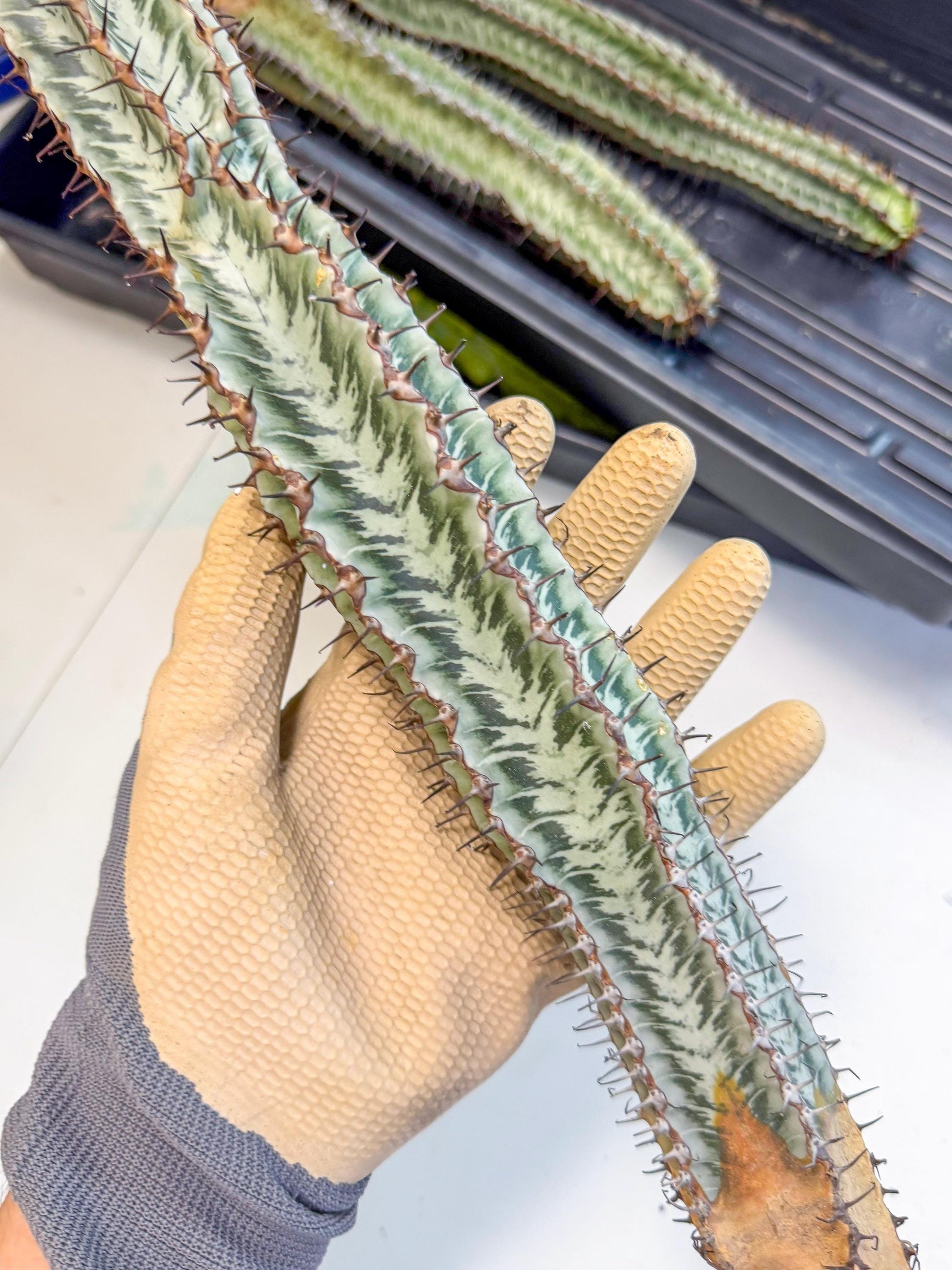 Euphorb Confinalis ssp. Rhodesia (bb) | Rare Succulent